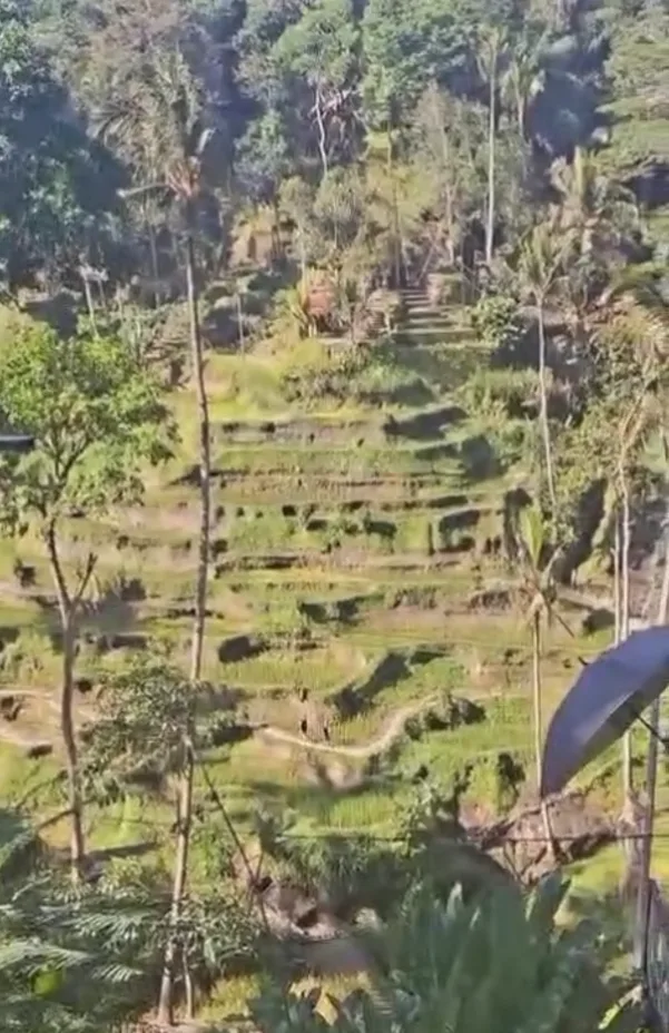 Jatiluwih Rice Terraces Tour photo 6