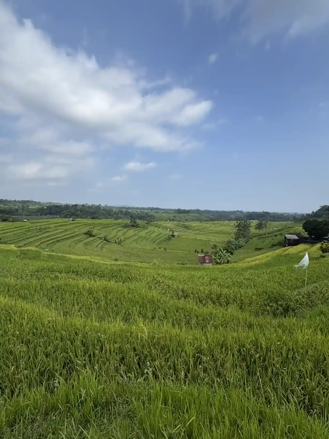 Jatiluwih Rice Terraces Tour photo 5