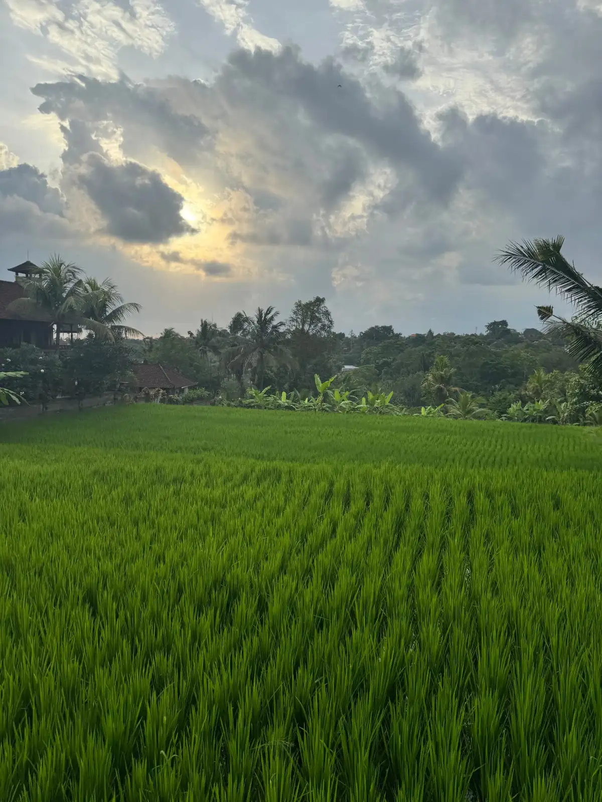Ubud & Rice Terraces Tour