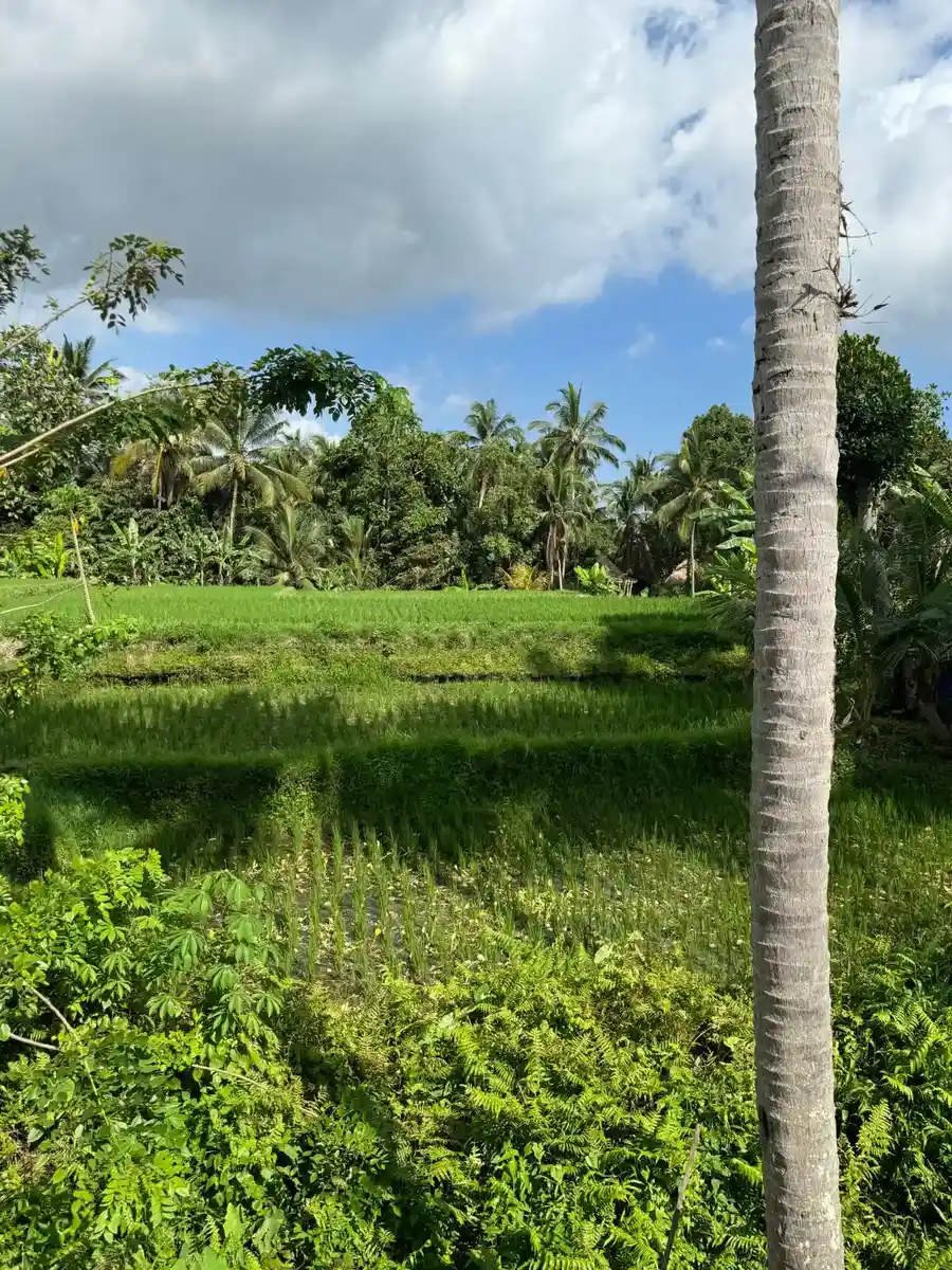 Ubud & Rice Terraces Tour photo 3
